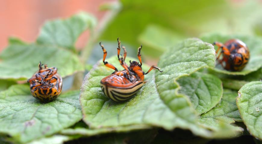 Эффективный метод защиты картофеля от колорадского жука с использованием табака