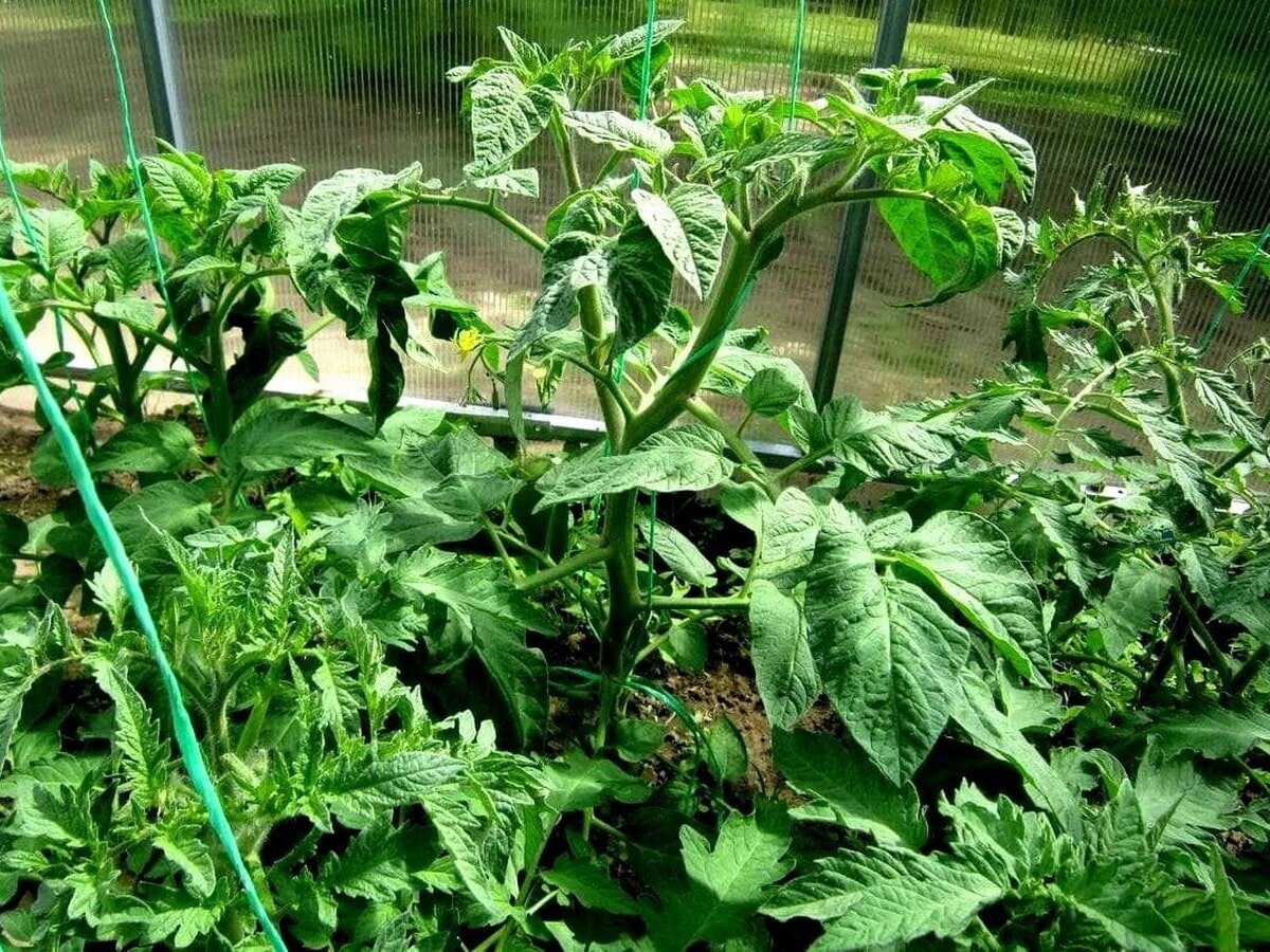 Как добиться здорового цветения томатов: простые советы