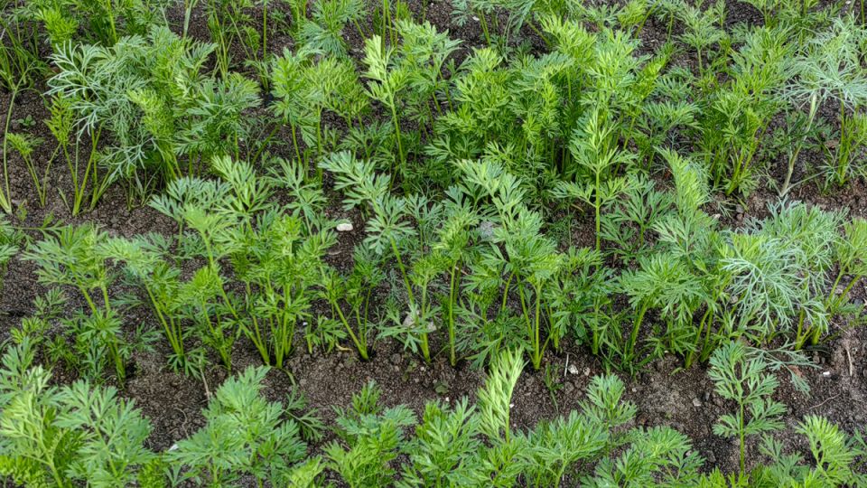 ��� ��������� ������� �������: ��� �������� �������� ��� ��������� ������