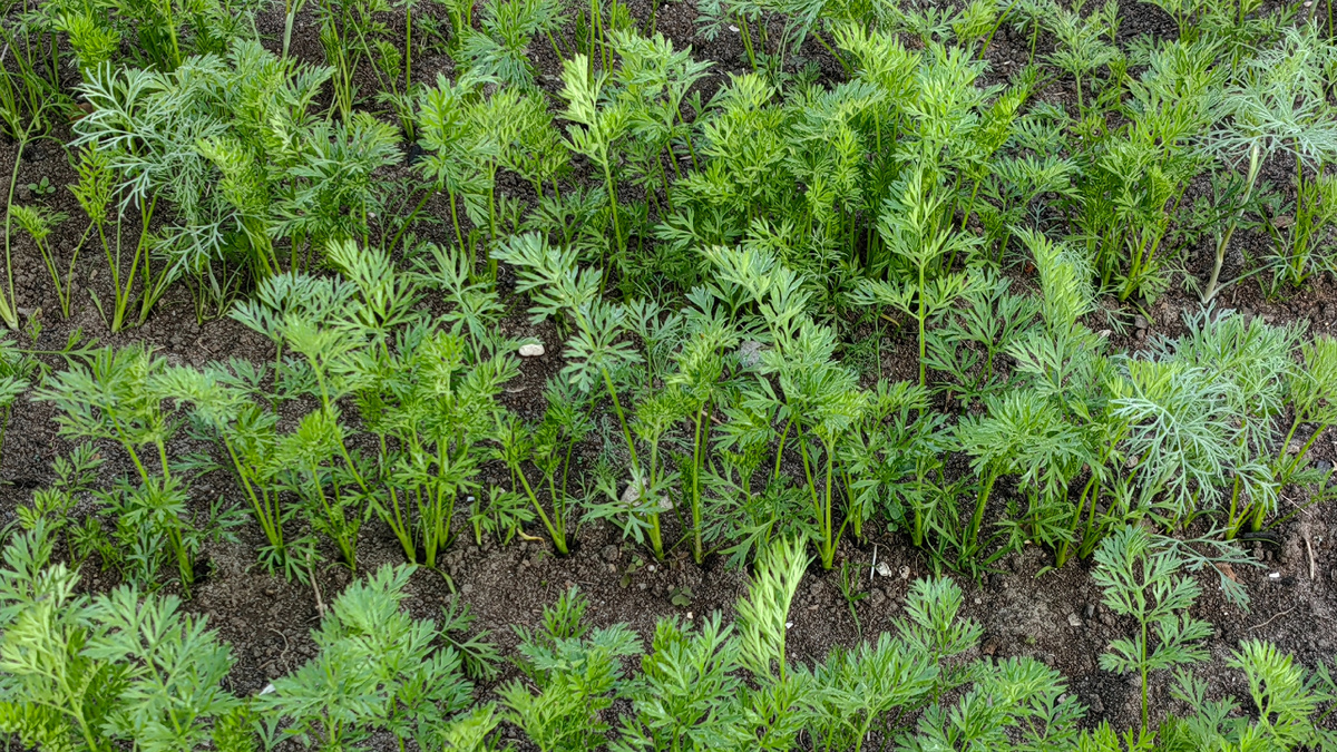 Как правильно посеять морковь: три ключевых признака для успешного урожая