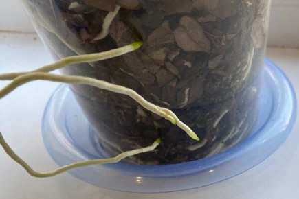 ����� ����� ������� ��������: ��������� ���� ��� �����?