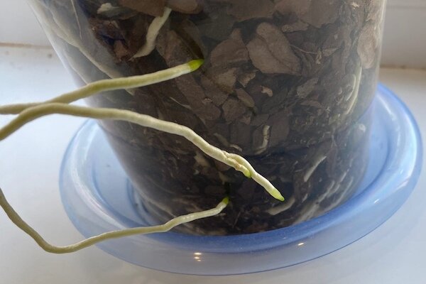 Когда корни орхидеи вылезают: тревожный знак или норма?