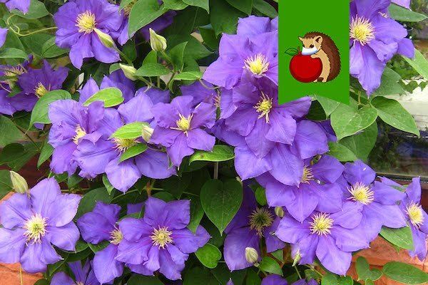 ��� �� �������� ���������: ������� ������ � �����