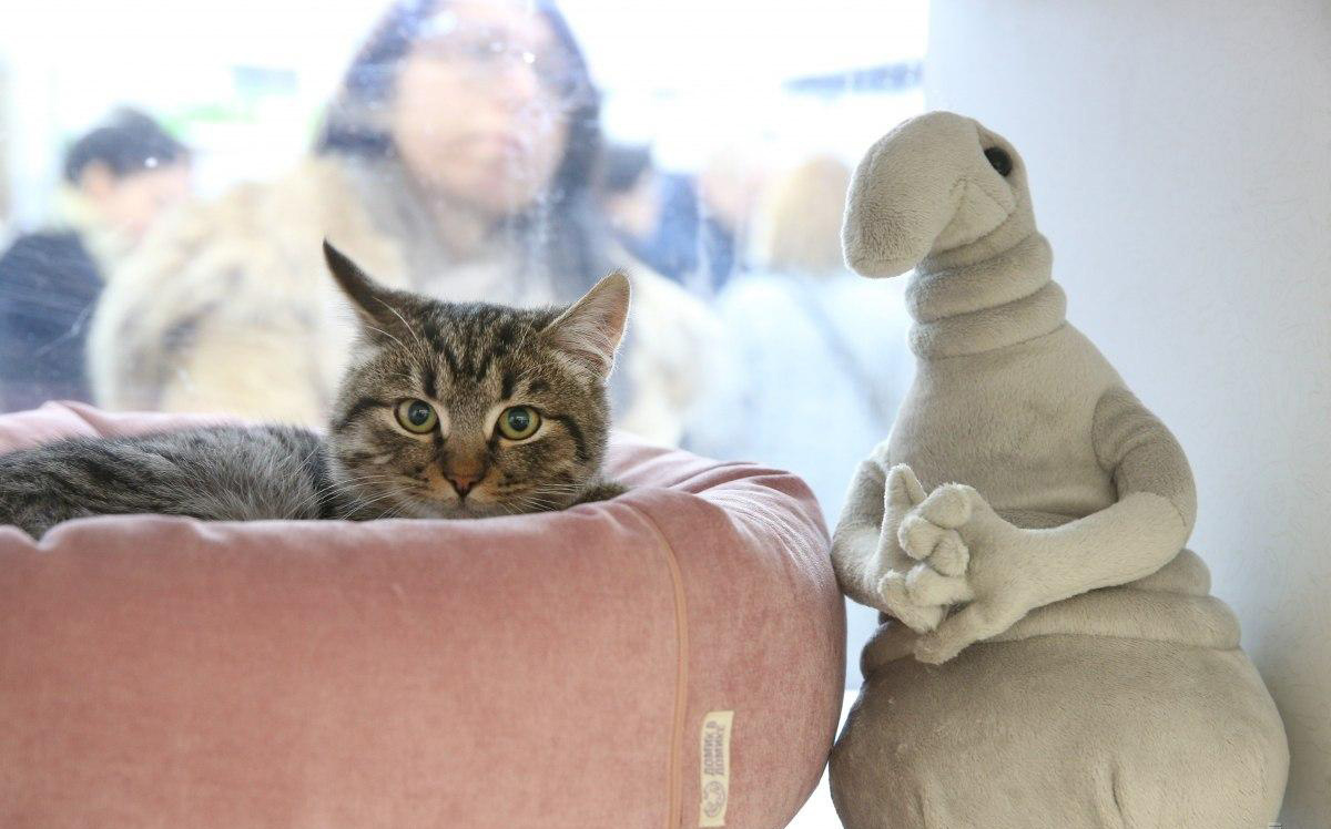 Почему кот кусает: 8 причин от ветеринара, которые стоит знать