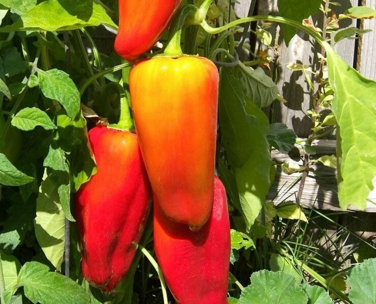 ��������� ����� �����, ������� ����� �����������