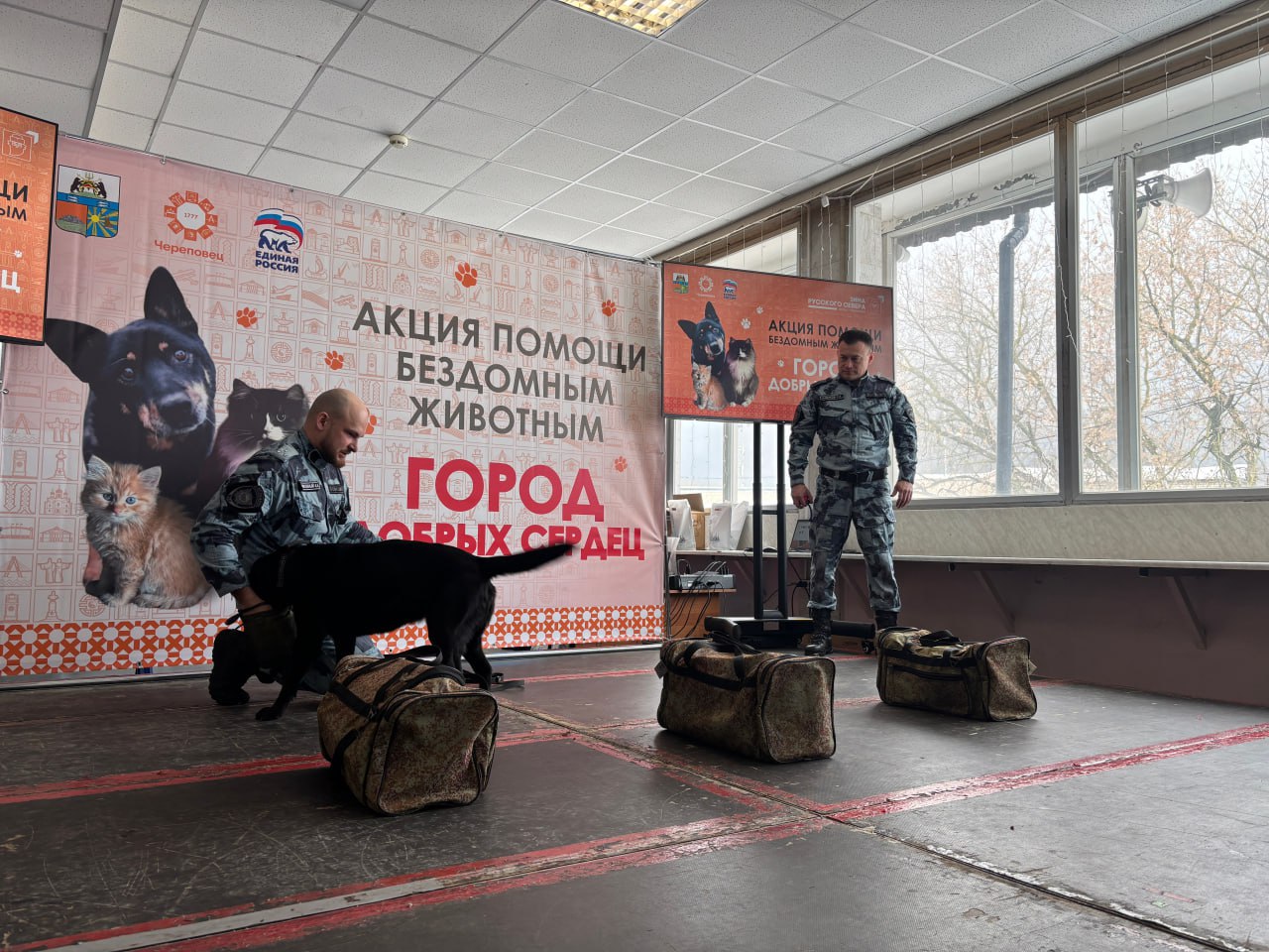 В Череповце сотрудники ЦКС приняли участие в акции помощи бездомным животным В Череповце сотрудники ЦКС приняли участие в акции помощи бездомным животным