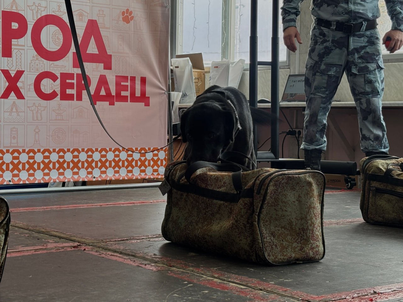 В Череповце сотрудники ЦКС приняли участие в акции помощи бездомным животным В Череповце сотрудники ЦКС приняли участие в акции помощи бездомным животным