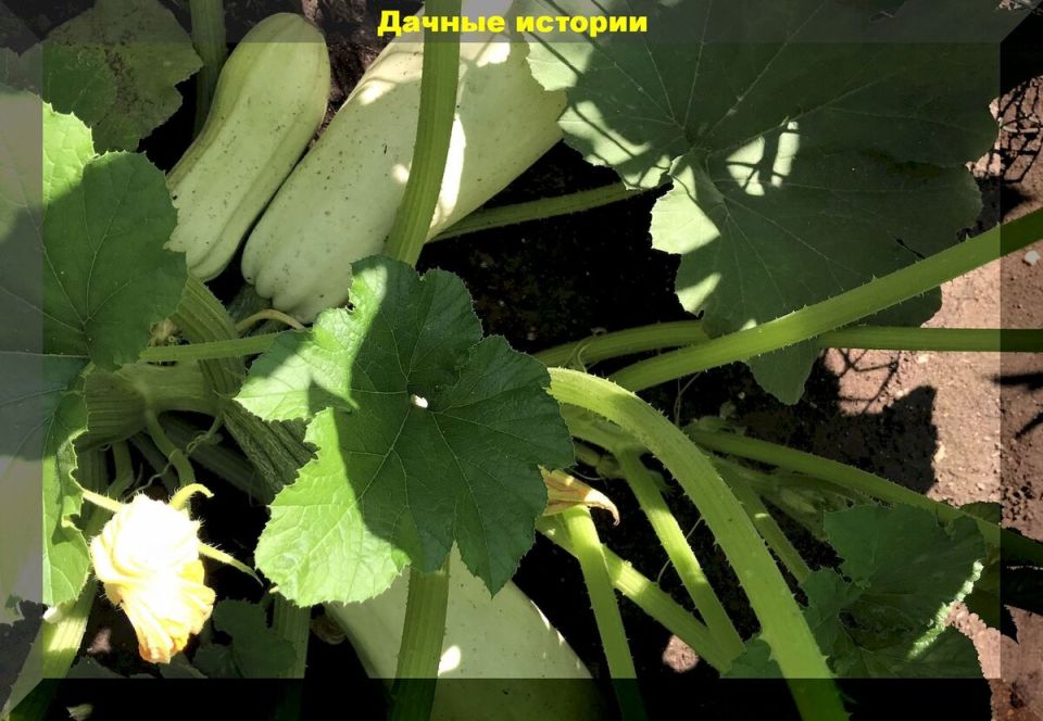 ������������������ �������: �������� ������ ������� ��� ������ �������