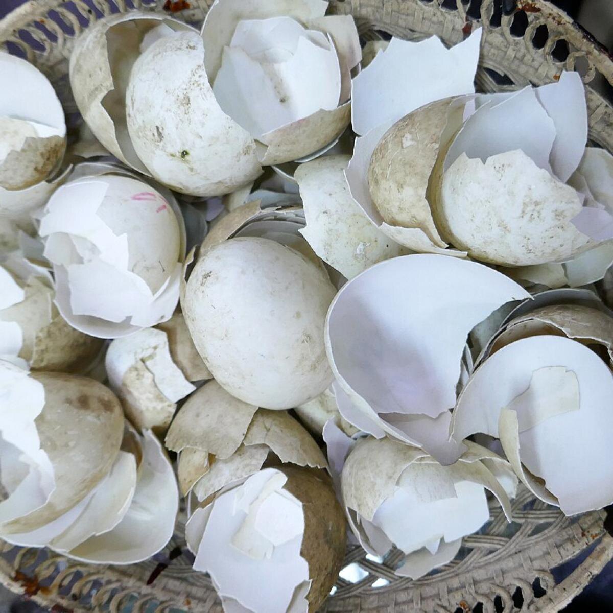 Скрытые угрозы яичной скорлупы для ваших растений