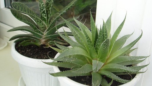 Как правильно сочетать комнатные растения для идеального интерьера