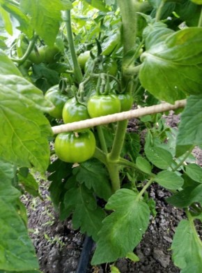 Уход за томатами в июле: важные подкормки и советы по уходу