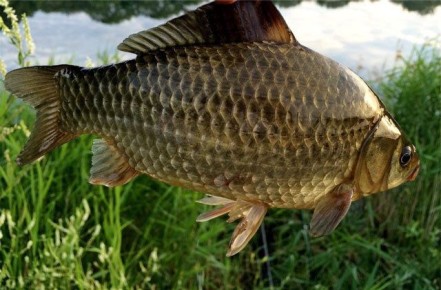 ������ ������� ������� �������� ��� ��� ����������� �������: ��� ����������� �������