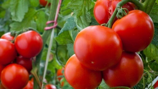 ������ ����� ������� ��� ������ 2024: �������� � ����