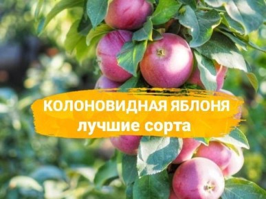 ������ ����� ������������ ������ ��� ������ ����