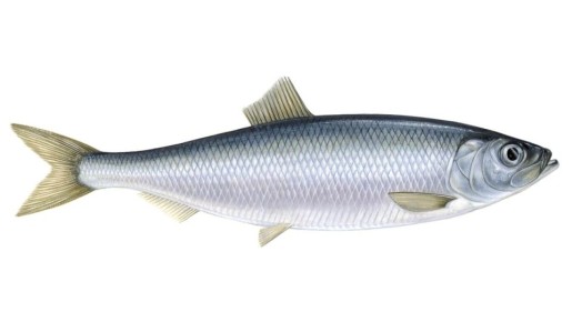 ������: �� ����� �� ��������� ��������