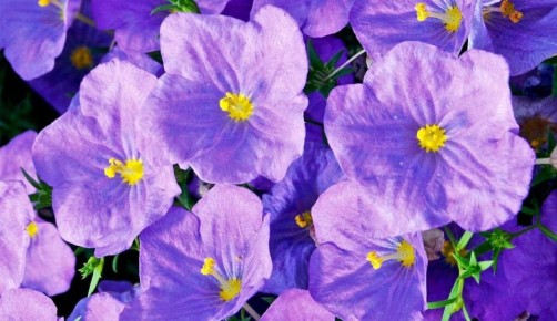 �����, ������� ����� ������� ������: ����������� ������ ����