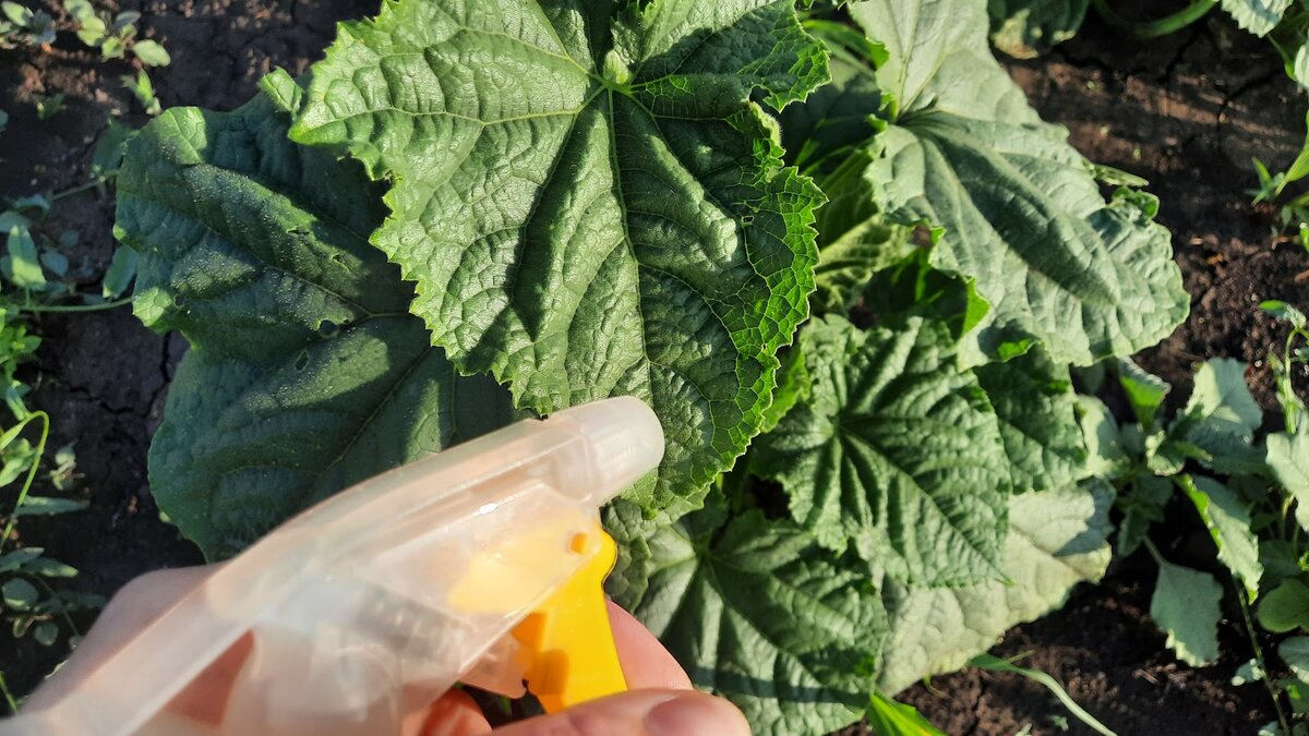 Эффективная борьба с тлёй: простой рецепт на базе зубной пасты