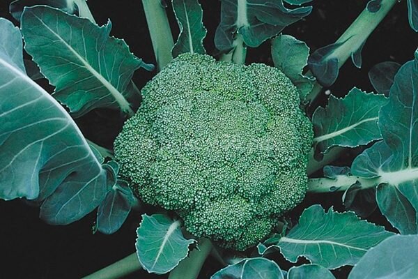 Как вырастить брокколи сорта Монтоп: секреты и советы для успешного урожая