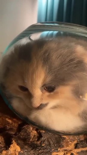 Днём +8° +13°, Преимущественно без осадков