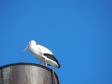 ���� �������� � ������ ������� ������������ ������