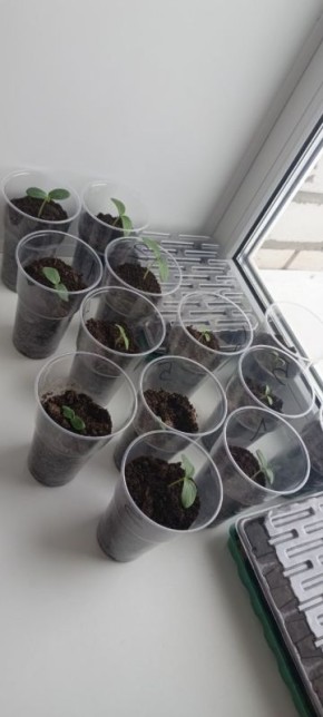 �����... � ����� ��������������� ��� ����� ��������� ������� �� ������������