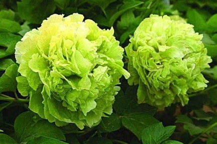 ������� �������� � ��� ������������ ����� ������� ����