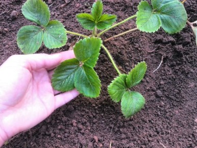 Уход за клубникой в осенний период: секреты здорового урожая