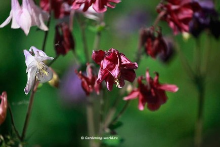 ��� ��������� ��������� ��������� �� �����: ������ � �������� �������