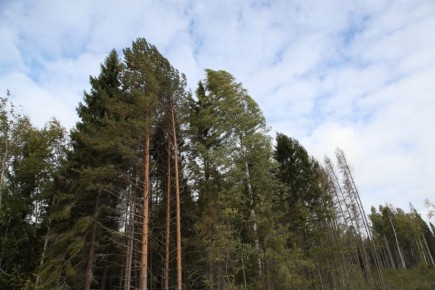 С 1 апреля на Вологодчине начинает работу обновленная диспетчерская служба лесного комплекса