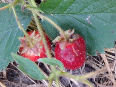 ��� ���������� ������������ �������� � ������ � ����