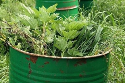 Сорняки: неожиданные полезные находки для вашего огорода