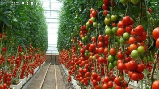 Как выбрать идеальные томаты для средней полосы: секреты и советы