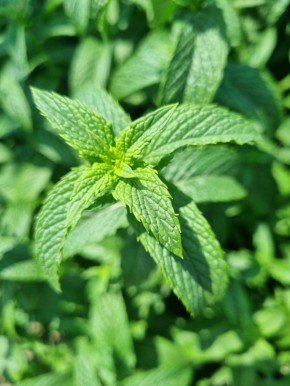 Сочетания фруктов и трав: откройте новые вкусы без усилий