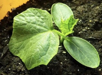 Как правильно подкармливать рассаду огурцов: секреты успеха