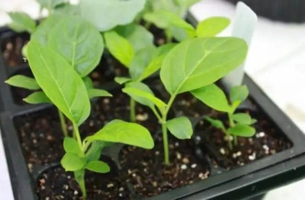 Первая подкормка баклажанов: секреты крепкой рассады и богатого урожая