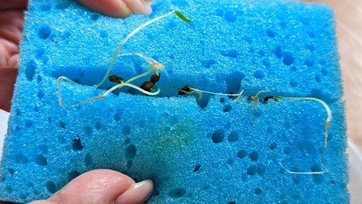 Эффективный способ активации старых семян: влага и губка для гарантированного прорастания