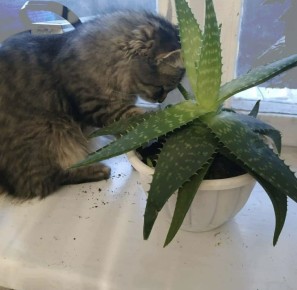 ��� �������� �������� ����: ������� � �������