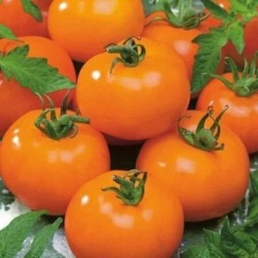 Томат Золотой амулет: желтый урожай, который украсит вашу кухню