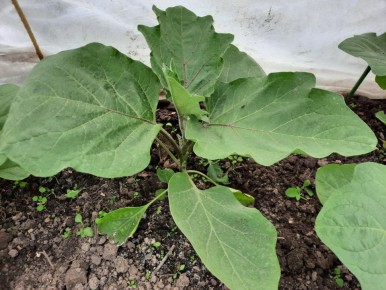 Как избежать ошибок при выращивании рассады баклажанов