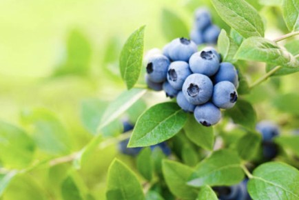 Секреты успешного выращивания голубики