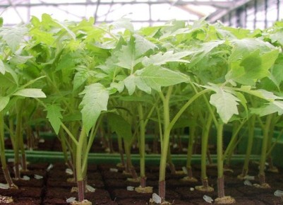 Как правильно высаживать рассаду, чтобы избежать распространенных ошибок