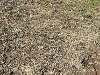 Первые мать-и-мачехи расцвели в вологодских парках… Апрель на подходе