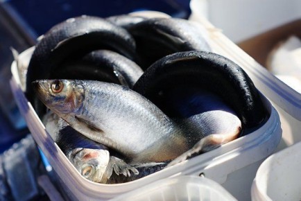 Сельдь стала самой доступной рыбой в России: что рассказывают свежие цены и советы диетолога