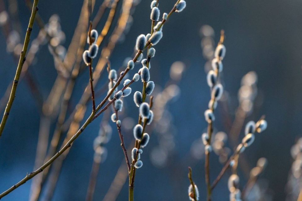 Днём +13,+18° местами до +8°, местами небольшой дождь