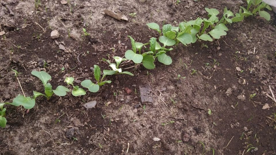 Эффективные способы защиты редиски от крестоцветной блошки