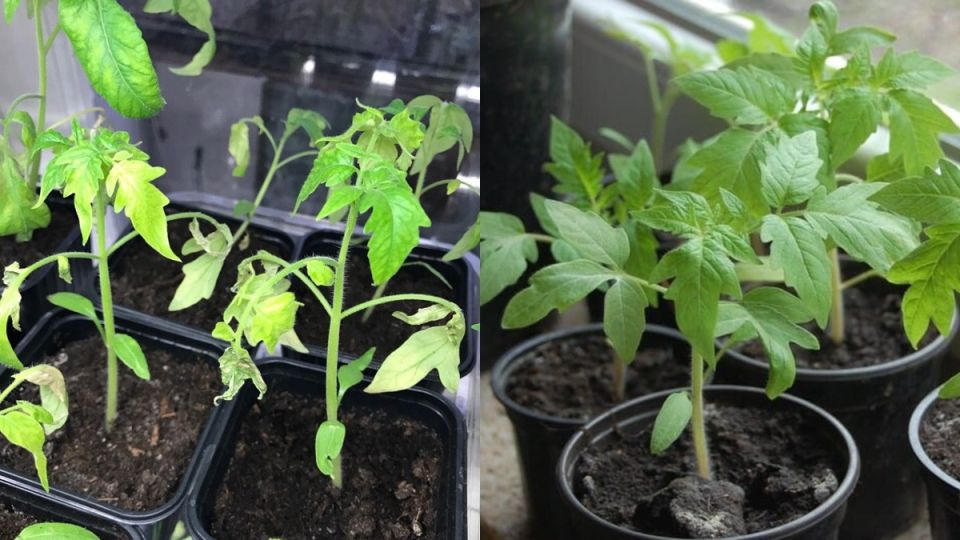 Как замочить семена томатов для отличных всходов и богатого урожая