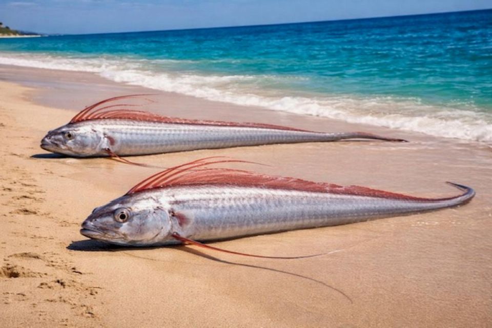 Редкие рыбы судного дня появились на побережье Мексики