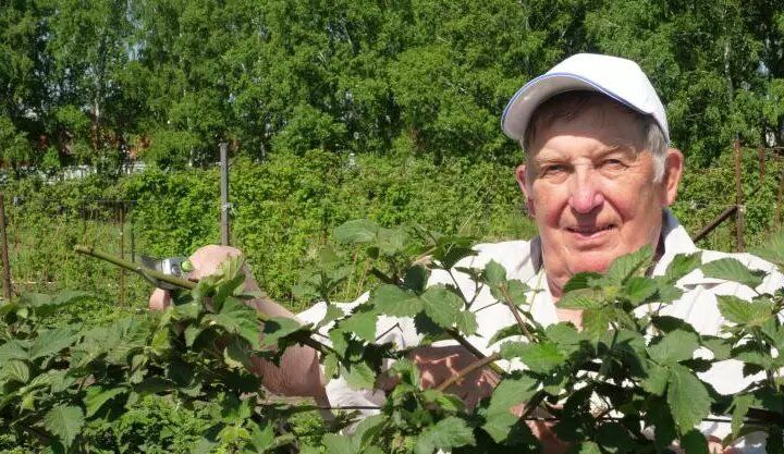 Как вырастить ежевику: простые советы для вашего сада