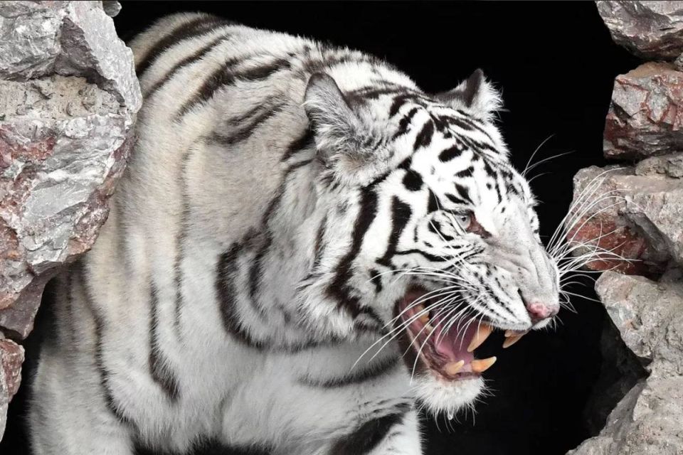 Пять бенгальских тигров и трех медведей перевезли из Вологды в Великий Новгород