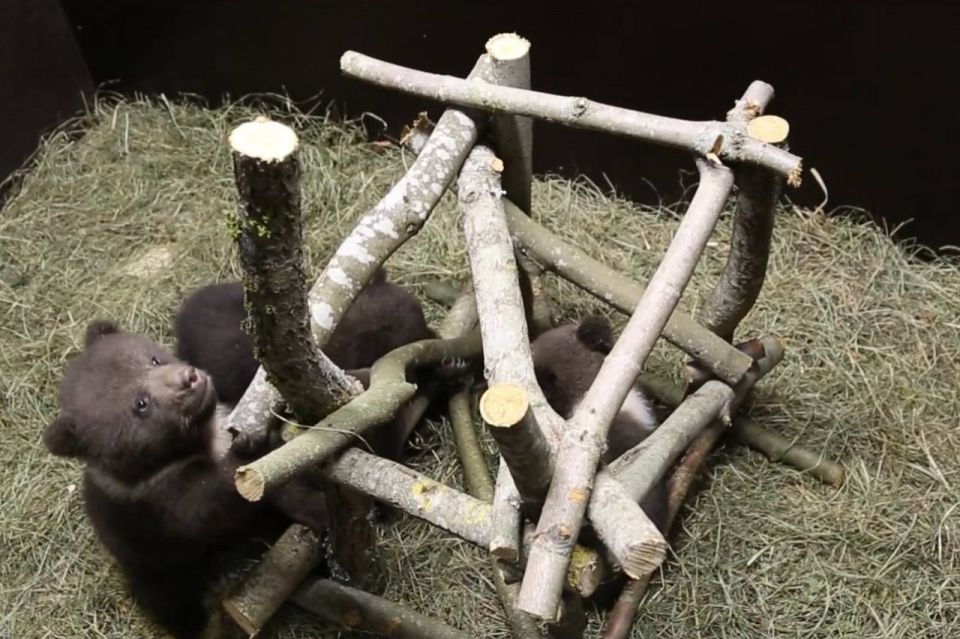 Медвежата-сироты из Вологодской области получили в центре спасения имена